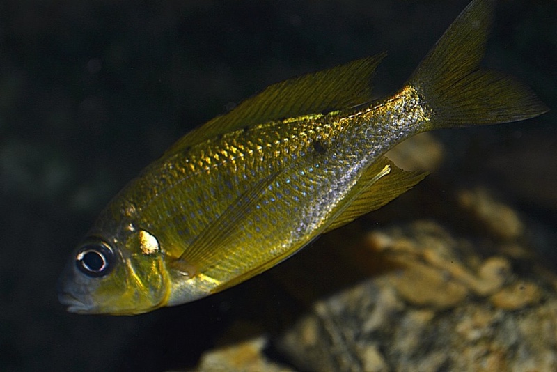 Ophthalmotilapia nasuta 'Ulwile Island'